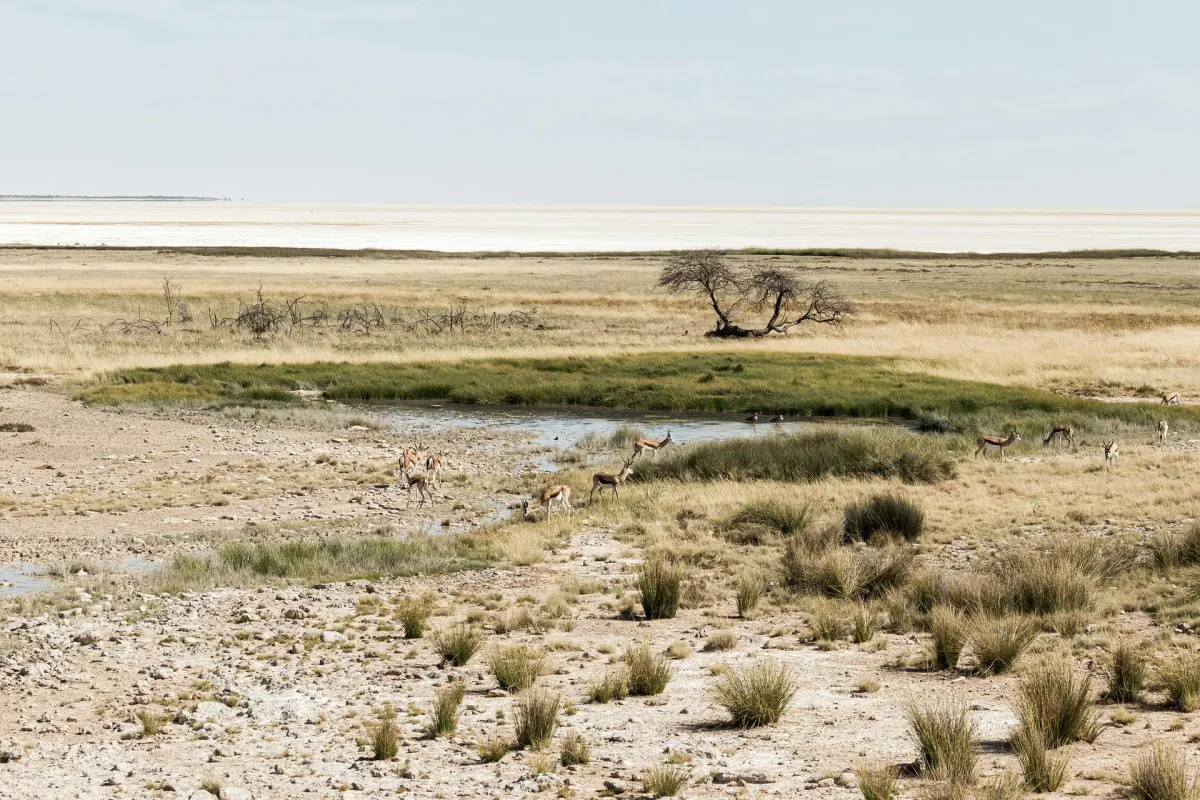 Etosha Sandpfanne mit Tieren