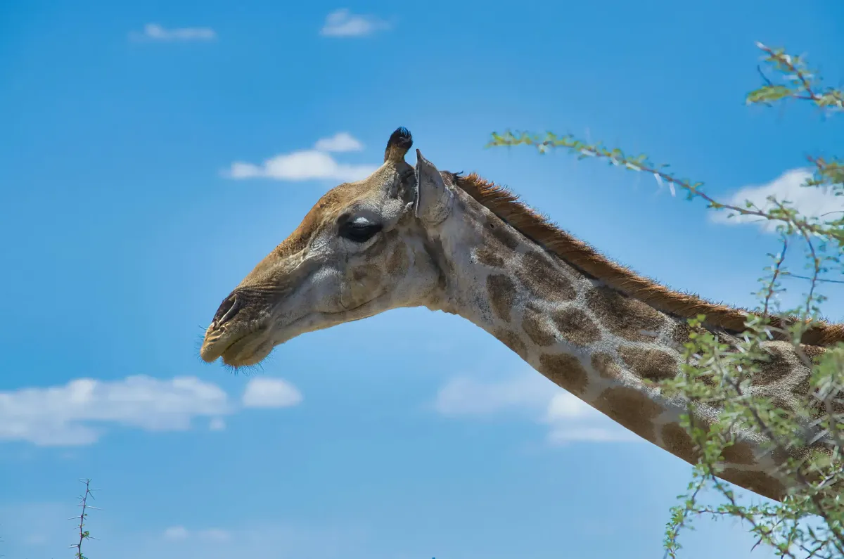 Giraffe in Etosha