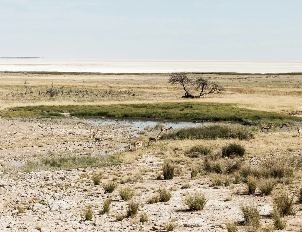 Die Etosha-Pfanne