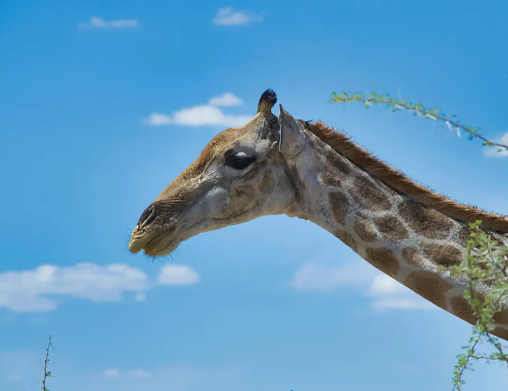 Giraffe vor blauem Himmel