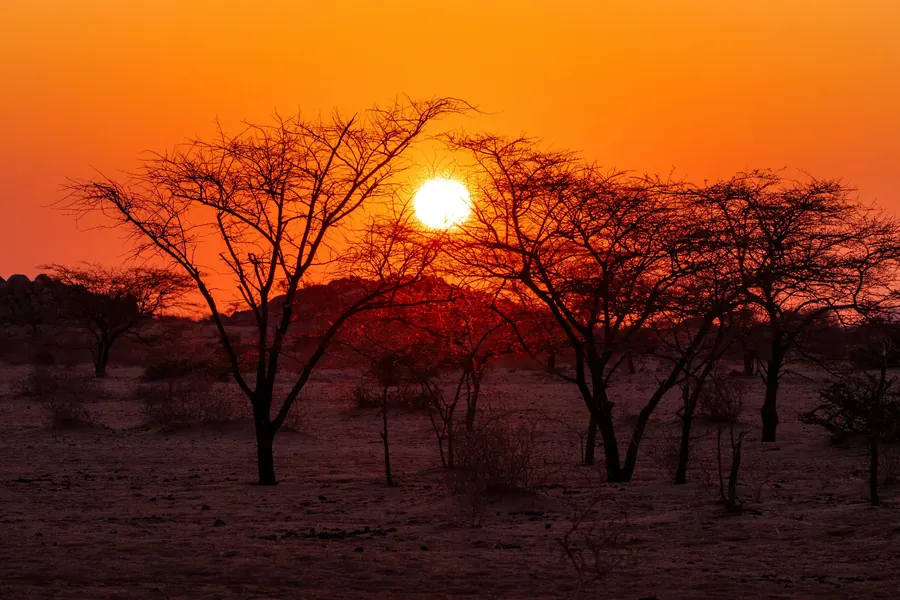 Sonnenuntergang über Akazien