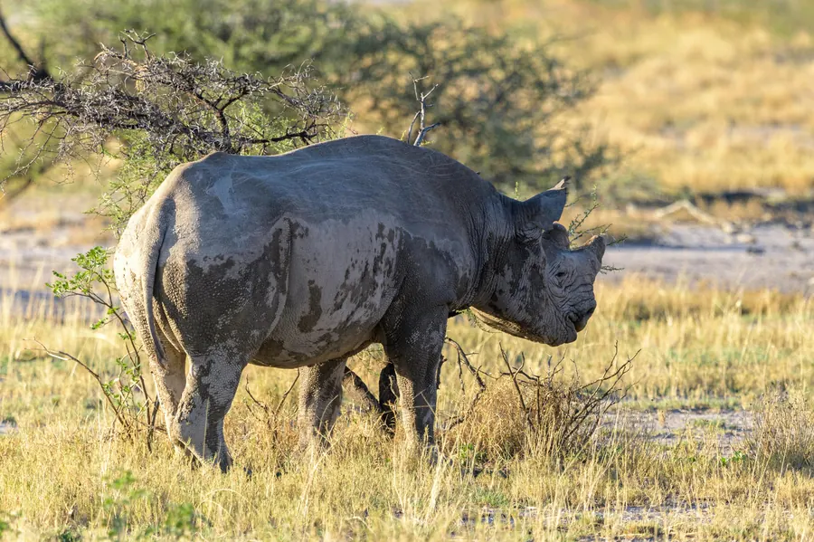 Nashorn im Busch