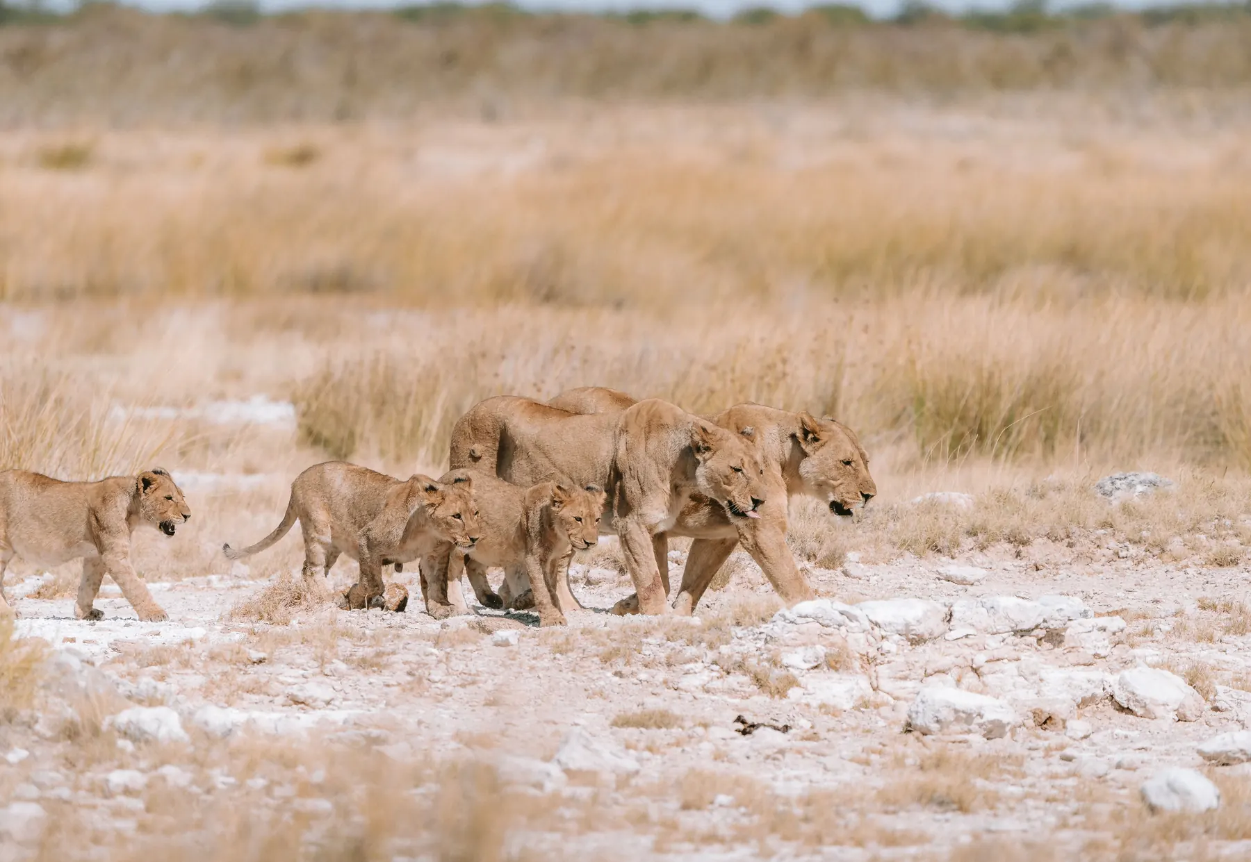 Ein Löwenrudel zieht durch die Etosha