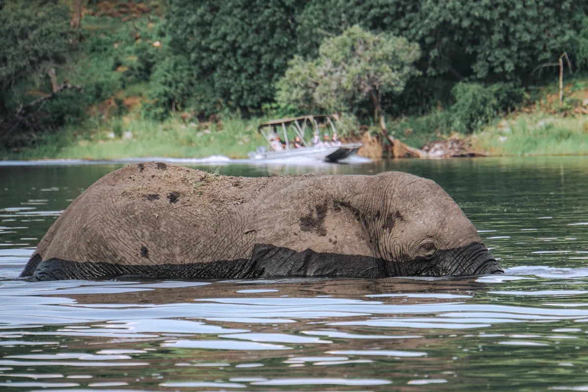 Elefant im Chobe-Fluss, dahinter ein Safariboot