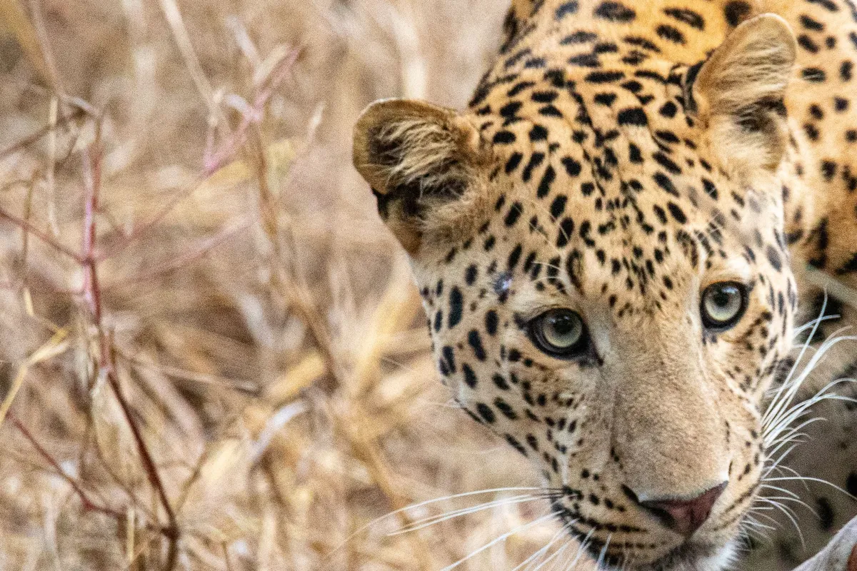 Leopard im trockenen Gras