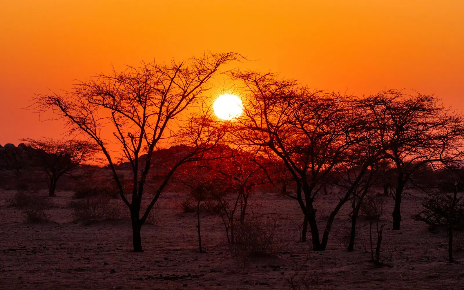 Sonnenuntergang über Akazien